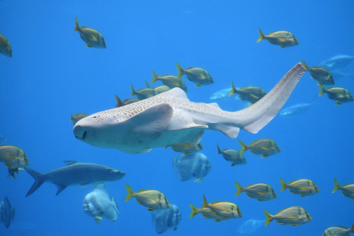 Georgia Aquarium - Gallery Image 5